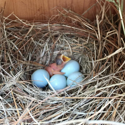 Bluebird Monitoring Citizen Science Program - Volunteers begin nest monitoring in March