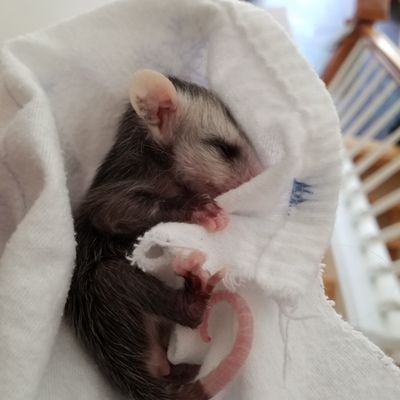 Opossum