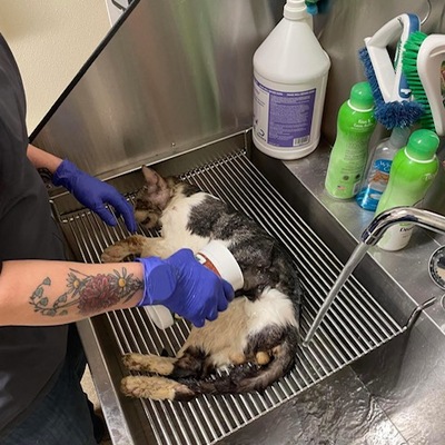 Auris Skrunkle getting a much needed bath to address his mange
