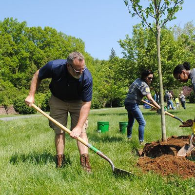 Volunteers planting new trees at Morven Park.