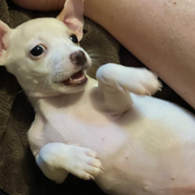 Zoey was weeks old and needed life-saving surgery on her heart
