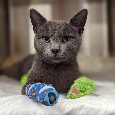 Prius was hit by two cars and needed two surgeries to save her legs.