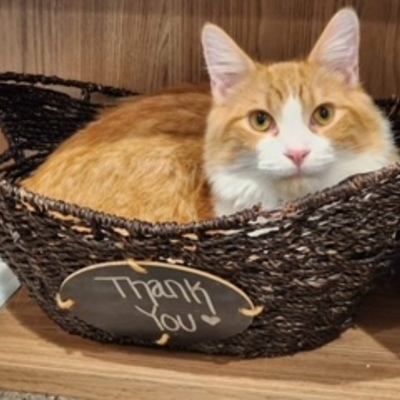 The TCAL cats thank you for your donations!