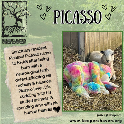 Sanctuary resident, Picasso.