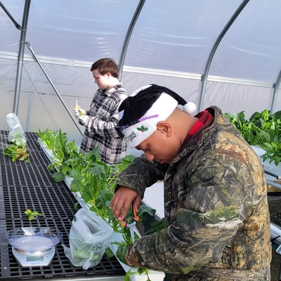 Hydroponic spinach harvest