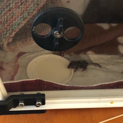 Mouse