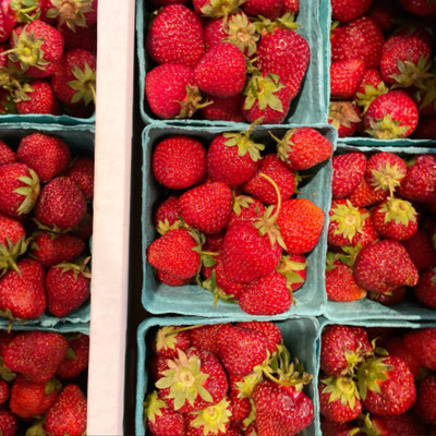 Organic Strawberries for the Food Pantry!!! So Yummy!!!!!
