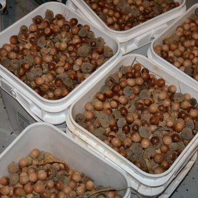 Skyview Acres feeds acorns, walnuts, chestnuts to the pigs 2019