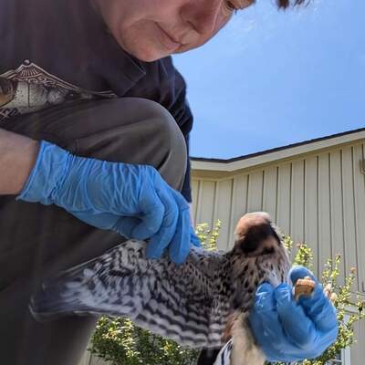 Heather examining wing on American Kestrel (a small falcon)