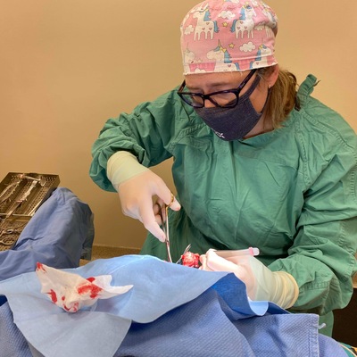 Dr. Werden removing BooBoo’s bad eye.
