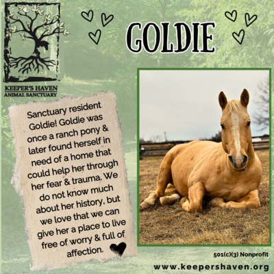 Sanctuary resident, Goldie.
