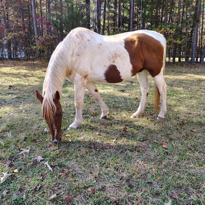 Some of the many horses we have helped