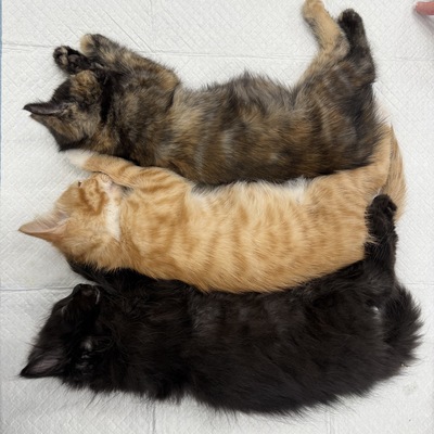 Kittens preparing for Spay/Neuter Surgery