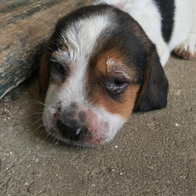 Violet had a rare illness, puppy strangles, that threatened her life. AFCF was able to save her!