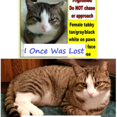 Gypsy was lost outdoors for 15 months but our volunteers never quit looking! Now she is safe at home