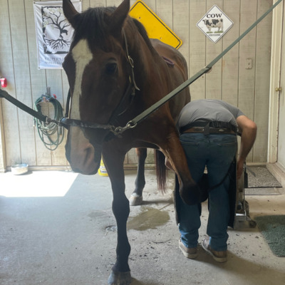 Frankie during a farrier visit at KHAS.