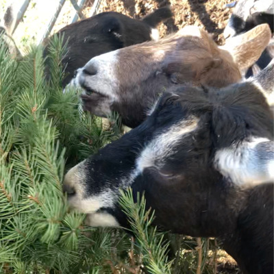 George's Mill goats enjoying donated pine trees 2020 - thanks for sharing with us!