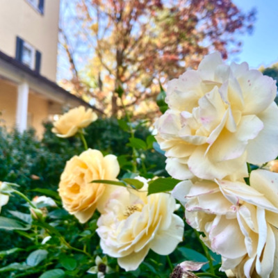 Rose Garden