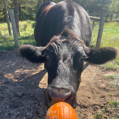 Beau investigating a pumpkin.