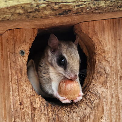 Flying Squirrel