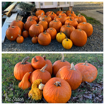 Shieldshyre Farm - Lovettsville - 2022 drop off