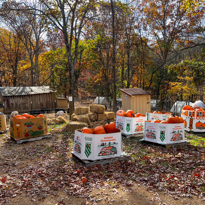 10 hale bales + pumpkins from the White House to Piggins and Banks Pig and Animal Sanctuary! 2023
