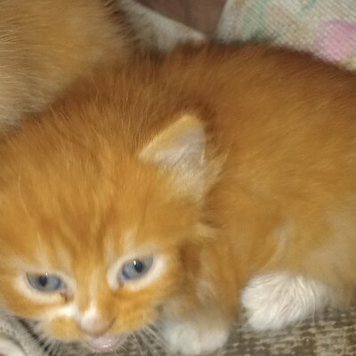 Pumpkin bit through an electrical cord and lost part of her tongue.