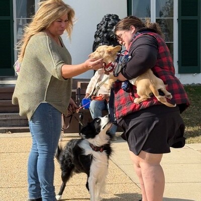 Barks in the Park