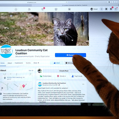 Community Cats need you to donate!