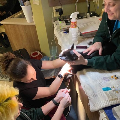 Hard at work saving cats!