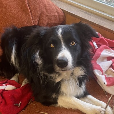 Rocky is the dog of a Veteran who was hit by a car.