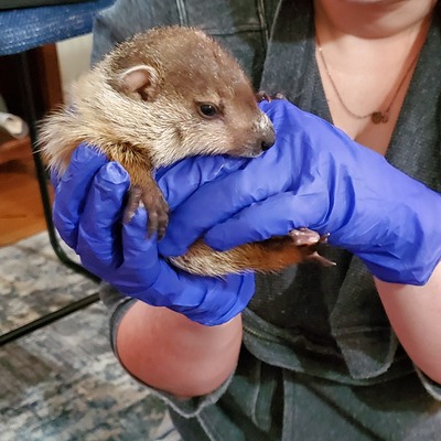 Groundhog