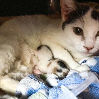 Suzie gave birth to Nora while in a trap at our TNR clinic!