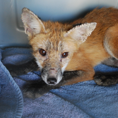 Fox