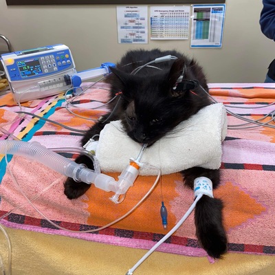 BooBoo getting his bad eye removed.
