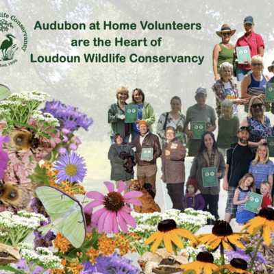 Habitat Restoration - Audubon at Home Certifications and Field work at Ball's Bluff and Harrison St