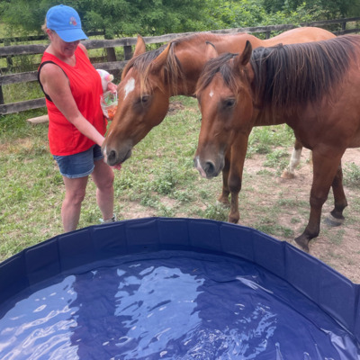 Mustangs Elu & Theo with volunteer Janet.