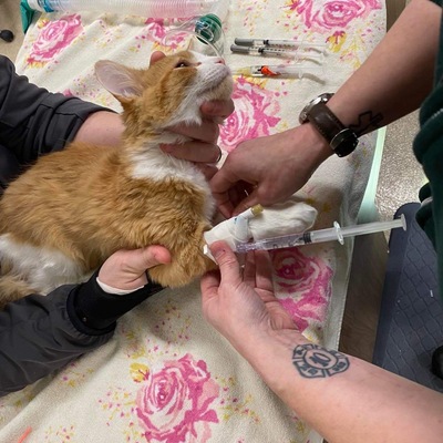 Bogo getting a catheter