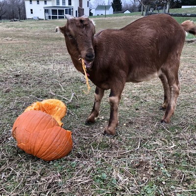 Long Meadows Alpacas – Lovettsville, VA 2018