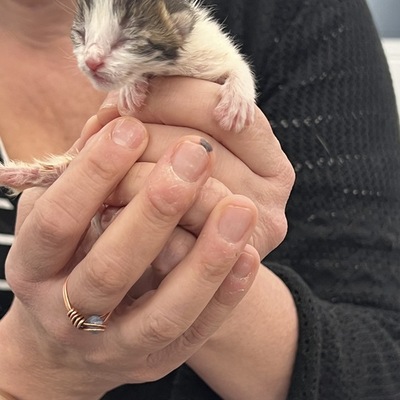 Dr. Pepper at 2 days old!
