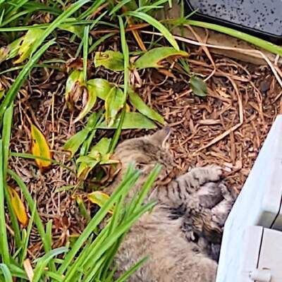 Shelby's first and last litter of kittens born in the wild