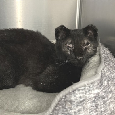 Sonar after surgery