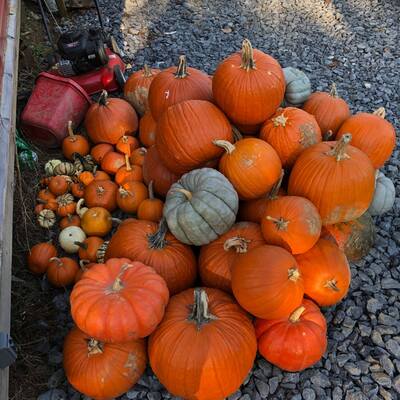 Donations to Spring House Farm at their farm store drop off site 2019