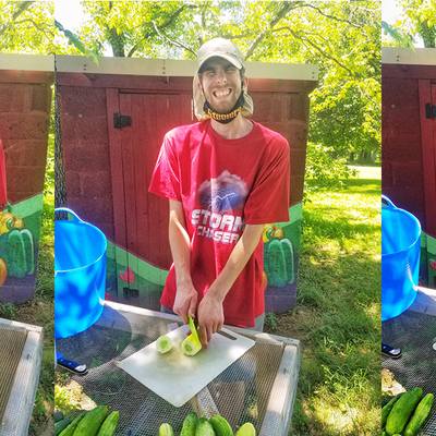 Preparing cucumbers to turn into pickles.