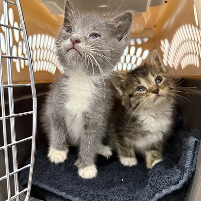 Kittens arrive with URI
